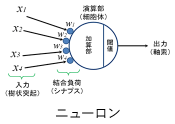 ニューロン